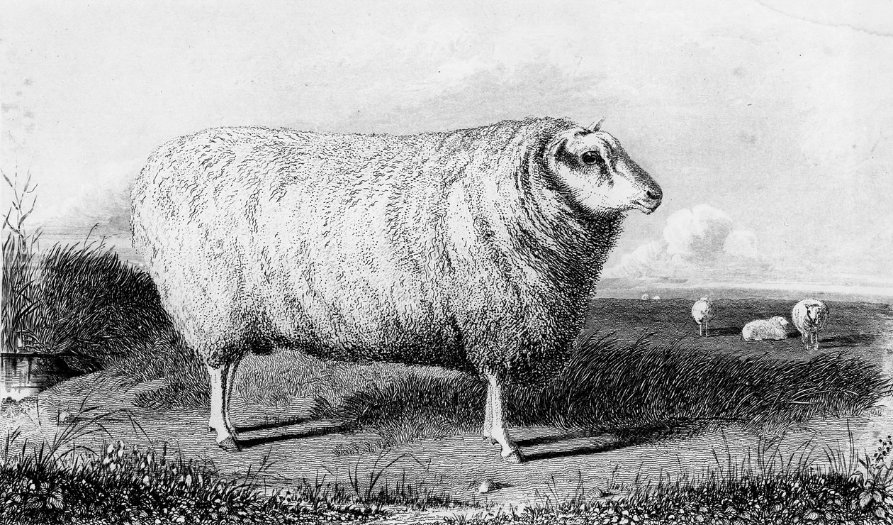 Thomas Landseer tarafından kazınmış bir Leicester Tup by John Sheriff