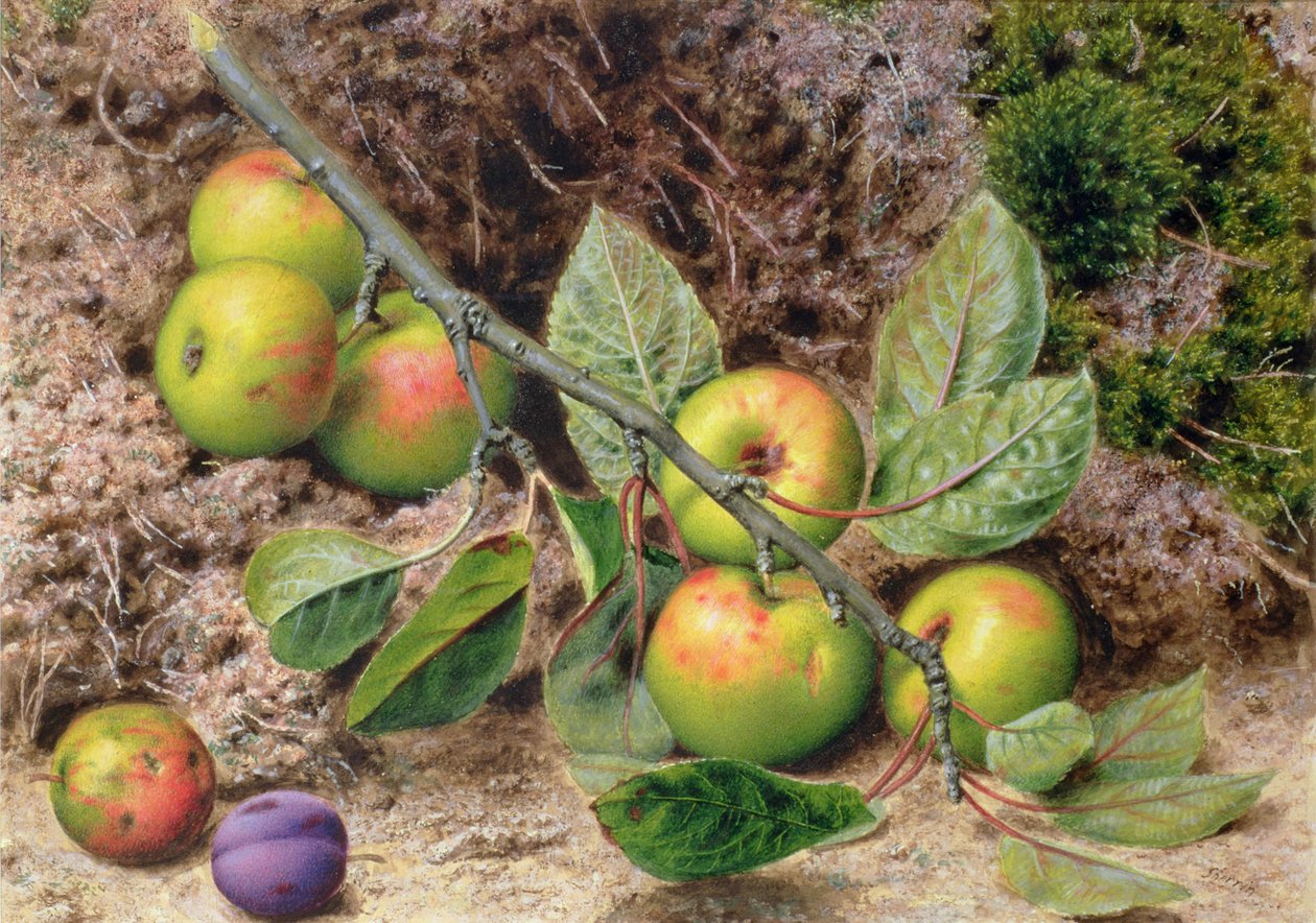 Daldaki Elmalar by John Sherrin
