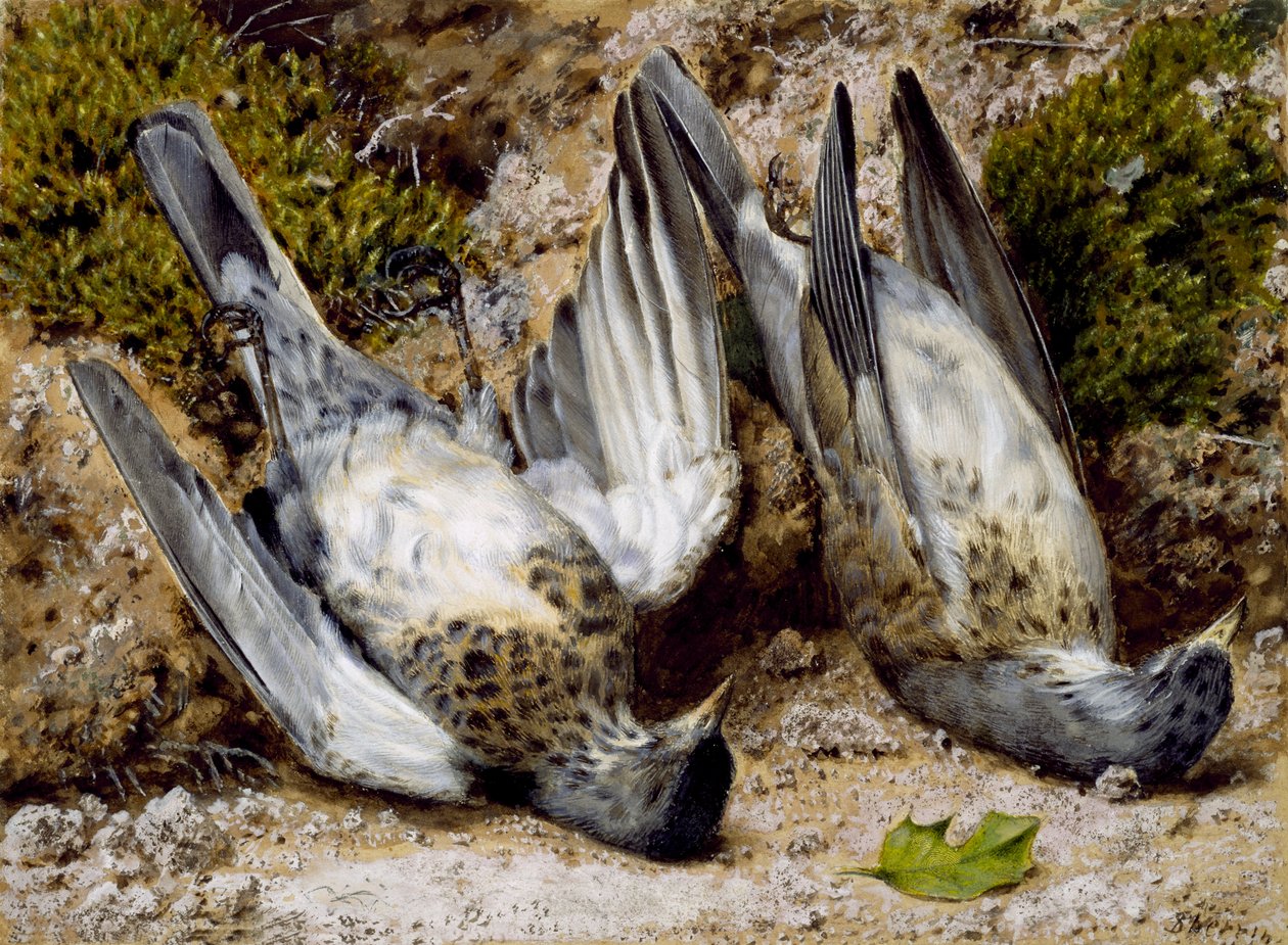 İki Ölü Kuşlu Natürmort, tarihsiz (kağıt üzerine suluboya) by John Sherrin