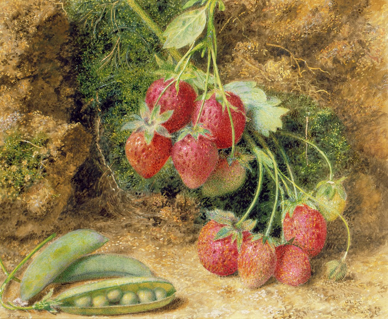 çilek ve bezelye by John Sherrin