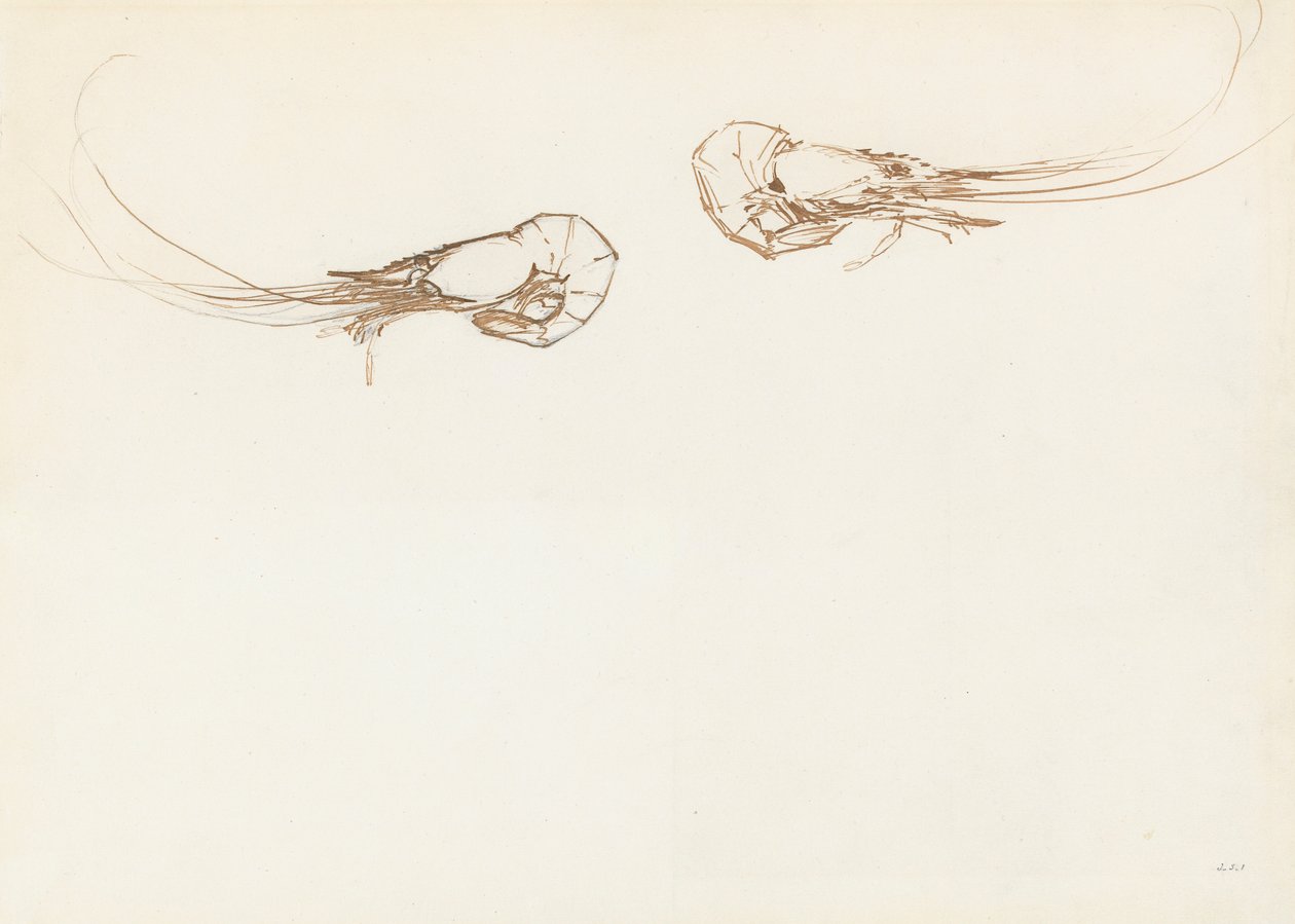 İki karides (kağıt üzerine grafit üzerine kalem ve mürekkep) by John Singer Sargent