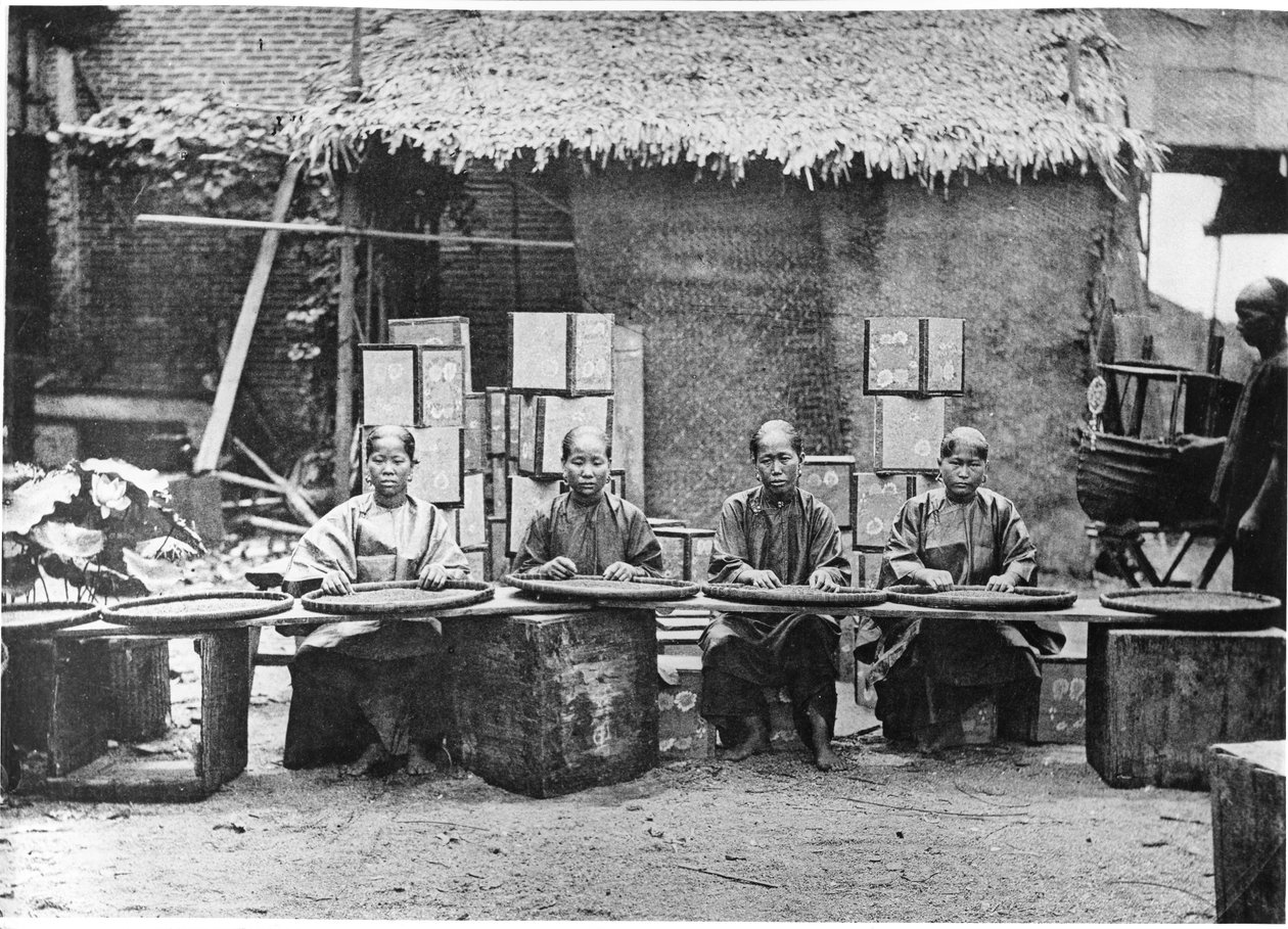 ಕ್ಯಾಂಟನ್, c.1872 ಟರ್ಕ್‌ನಲ್ಲಿ ಟೀ ಪಿಕಿಂಗ್ by John Thomson