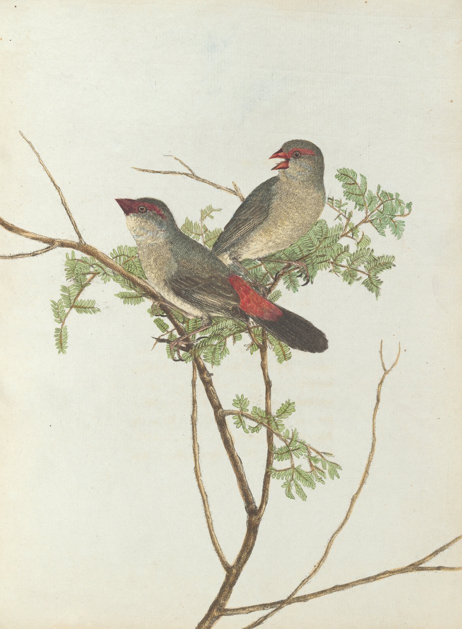 Ortak brütgaga.Lewin, John. Doğal tarihleriyle Yeni Güney Galler Kuşları. Sidney- G. Howe, ... by John William Lewin
