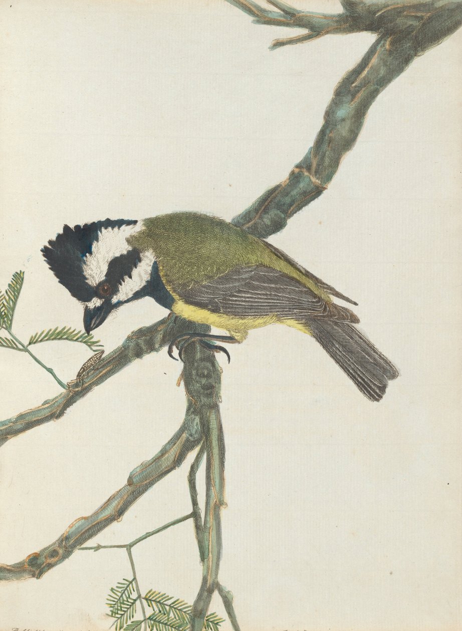 Tepeli örümcek kuşu.Lewin, John. Doğal tarihleriyle Yeni Güney Galler Kuşları. Sidney- G. Howe, 18... by John William Lewin