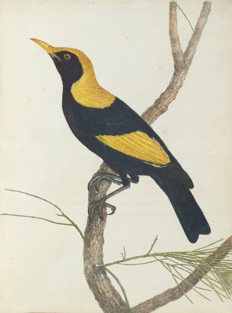 Kral hanımefendi.Lewin, John. Doğal tarihleriyle Yeni Güney Galler Kuşları. Sidney- G. Howe, ... by John William Lewin