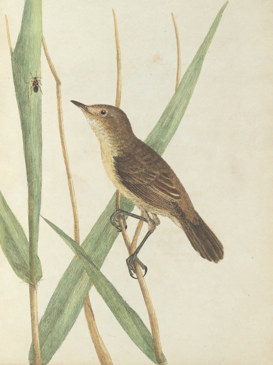 Reed ötleğen.Lewin, John. Doğal tarihleriyle Yeni Güney Galler Kuşları. Sidney- G. Howe, 1813 by John William Lewin