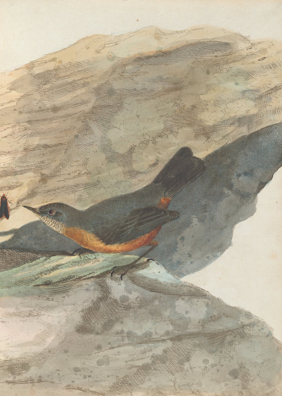 Kaya ötleğen.Lewin, John. Doğal tarihleriyle Yeni Güney Galler Kuşları. Sidney- G. Howe, 1813 by John William Lewin