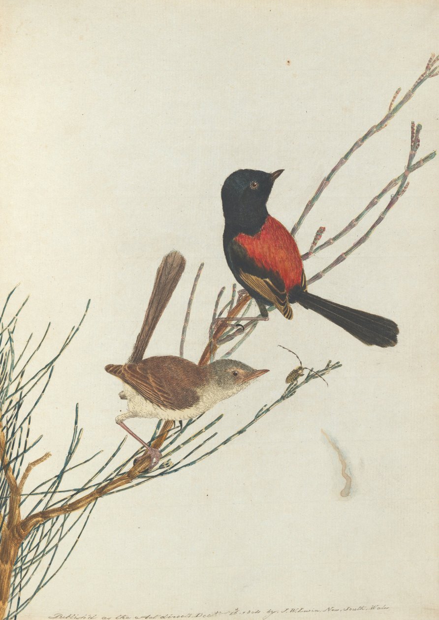 Scarlet ve siyah ötleğen.Lewin, John. Doğal tarihleriyle Yeni Güney Galler Kuşları. Sydney- G.... by John William Lewin