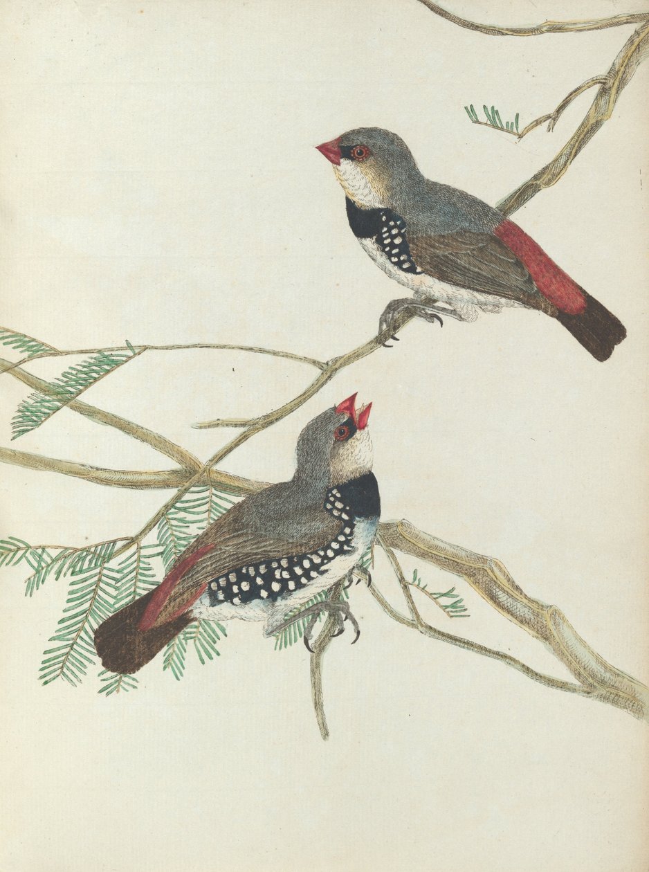 Benekli iri gaga.Lewin, John. Doğal tarihleriyle Yeni Güney Galler Kuşları. Sydney- G. Howe,... by John William Lewin