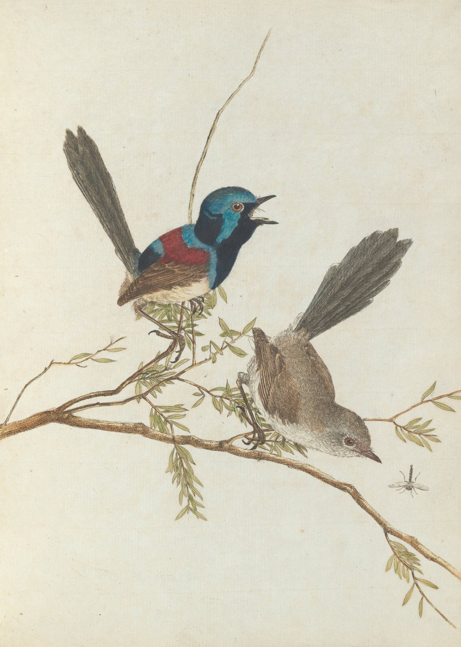 Alacalı ötleğen.Lewin, John. Doğal tarihleriyle Yeni Güney Galler Kuşları. Sydney- G. Howe... by John William Lewin
