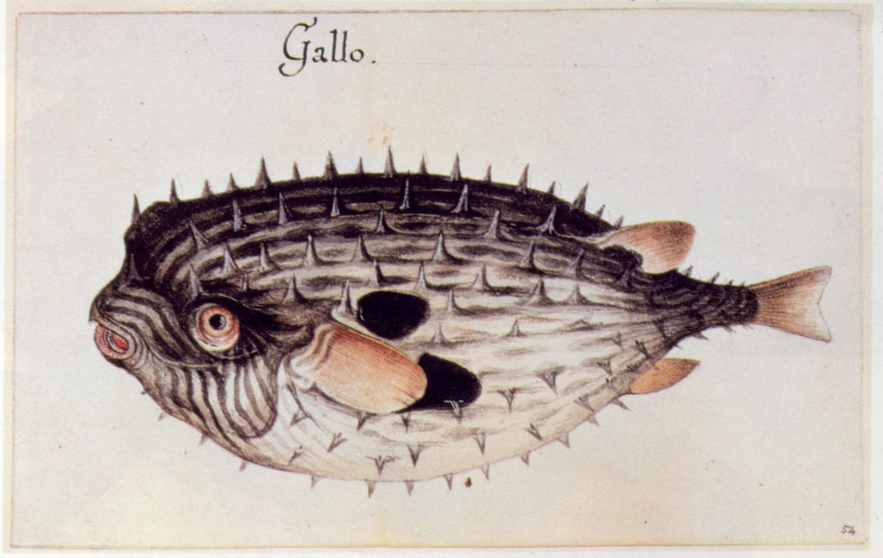 Bir Burrfish by John White