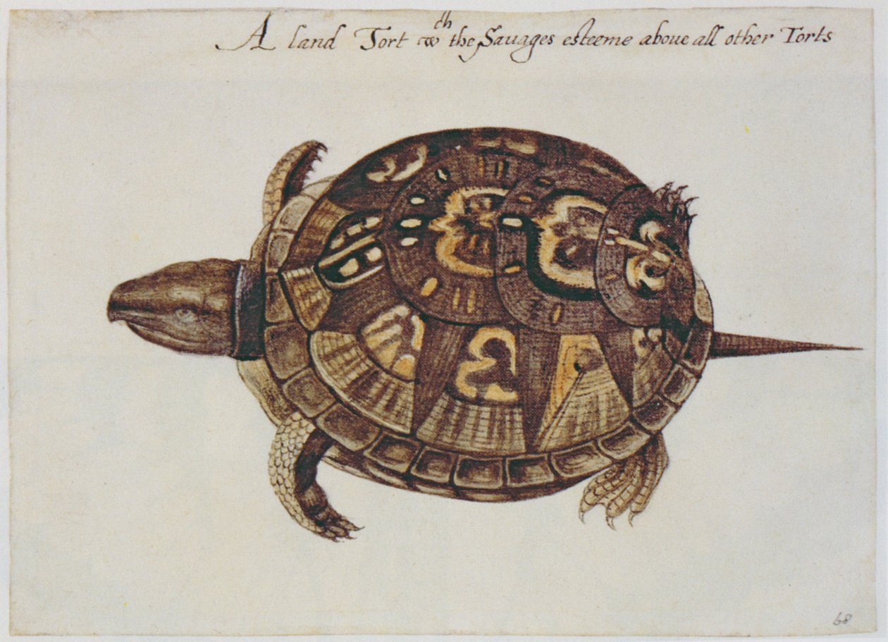 Ortak Kutu Kaplumbağa (litografi) by John White