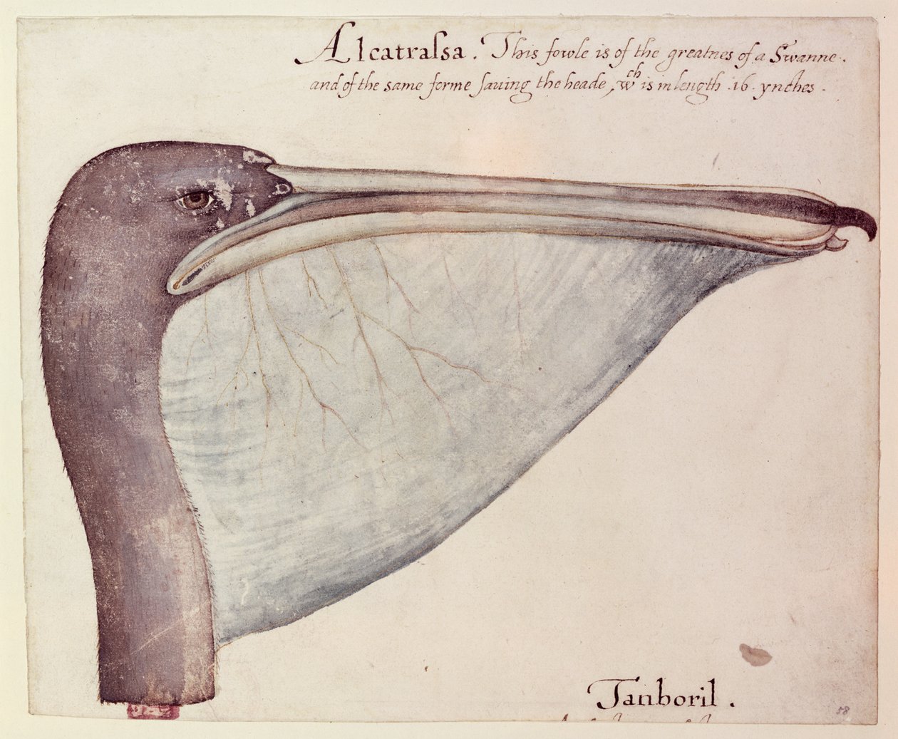 Pelikan, c.1590 by John White