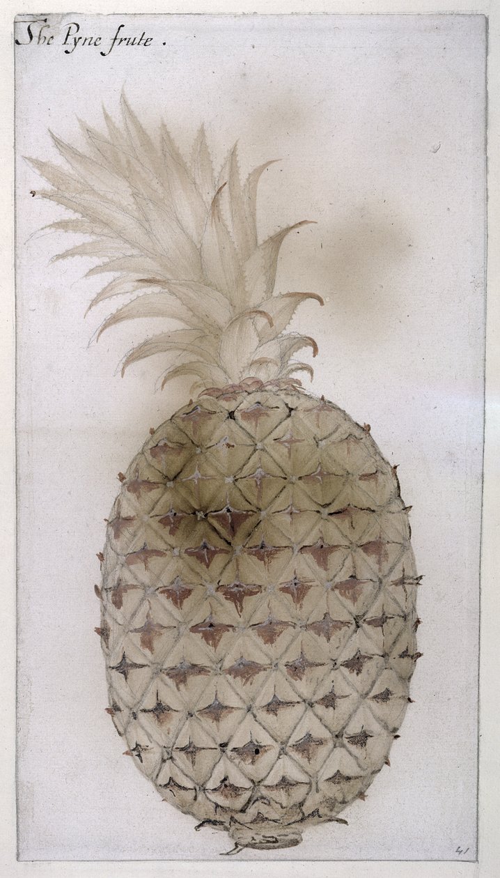 Ananas, (kalem, klozet ve kağıt üzerine gövde rengi) by John White