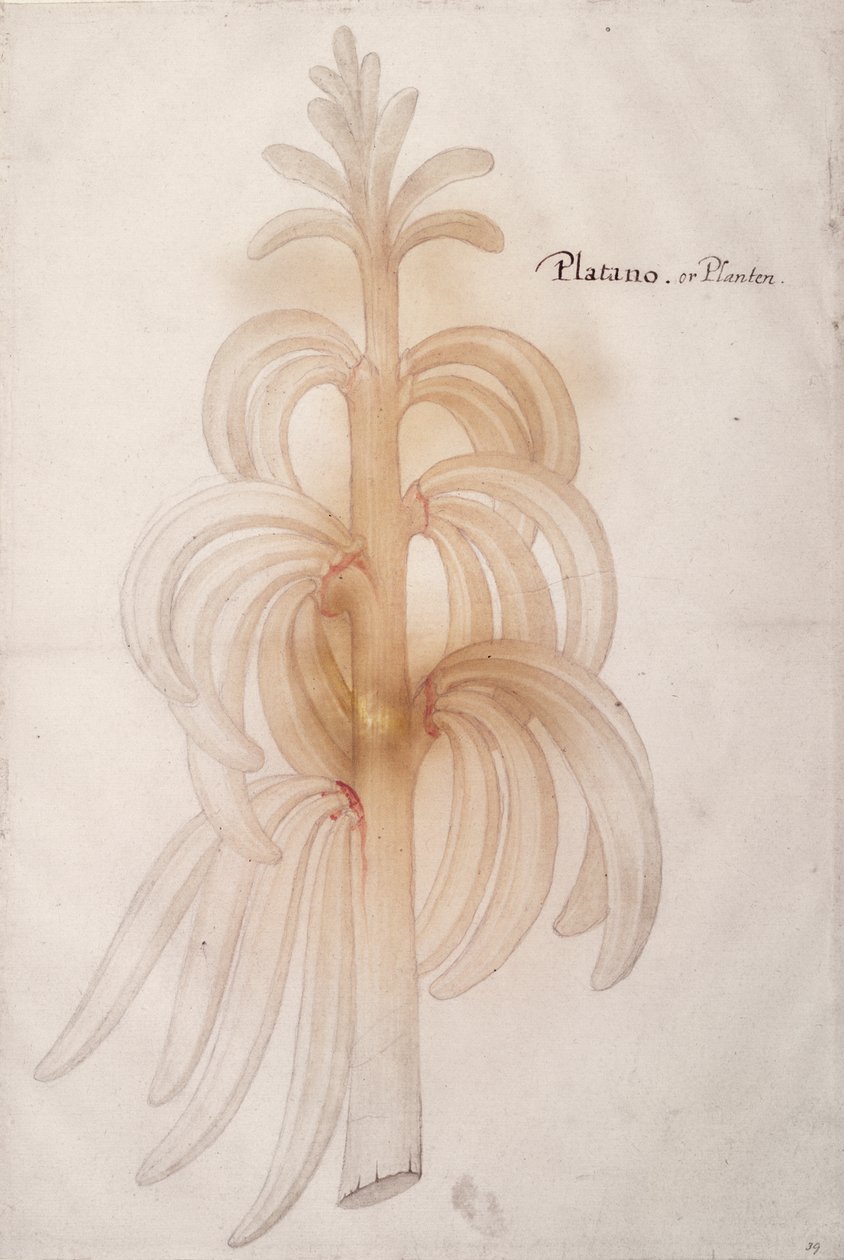 Muz, c.1590 by John White
