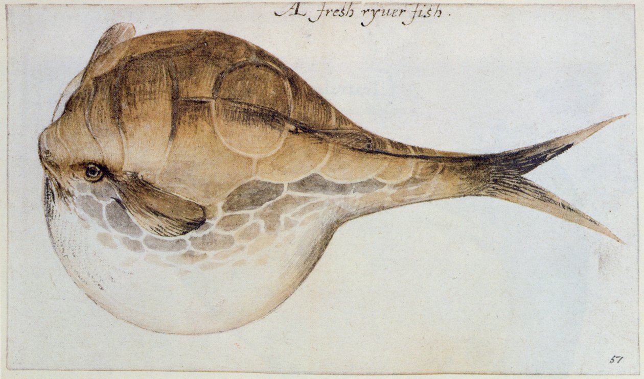 Kirpi (litografi) by John White