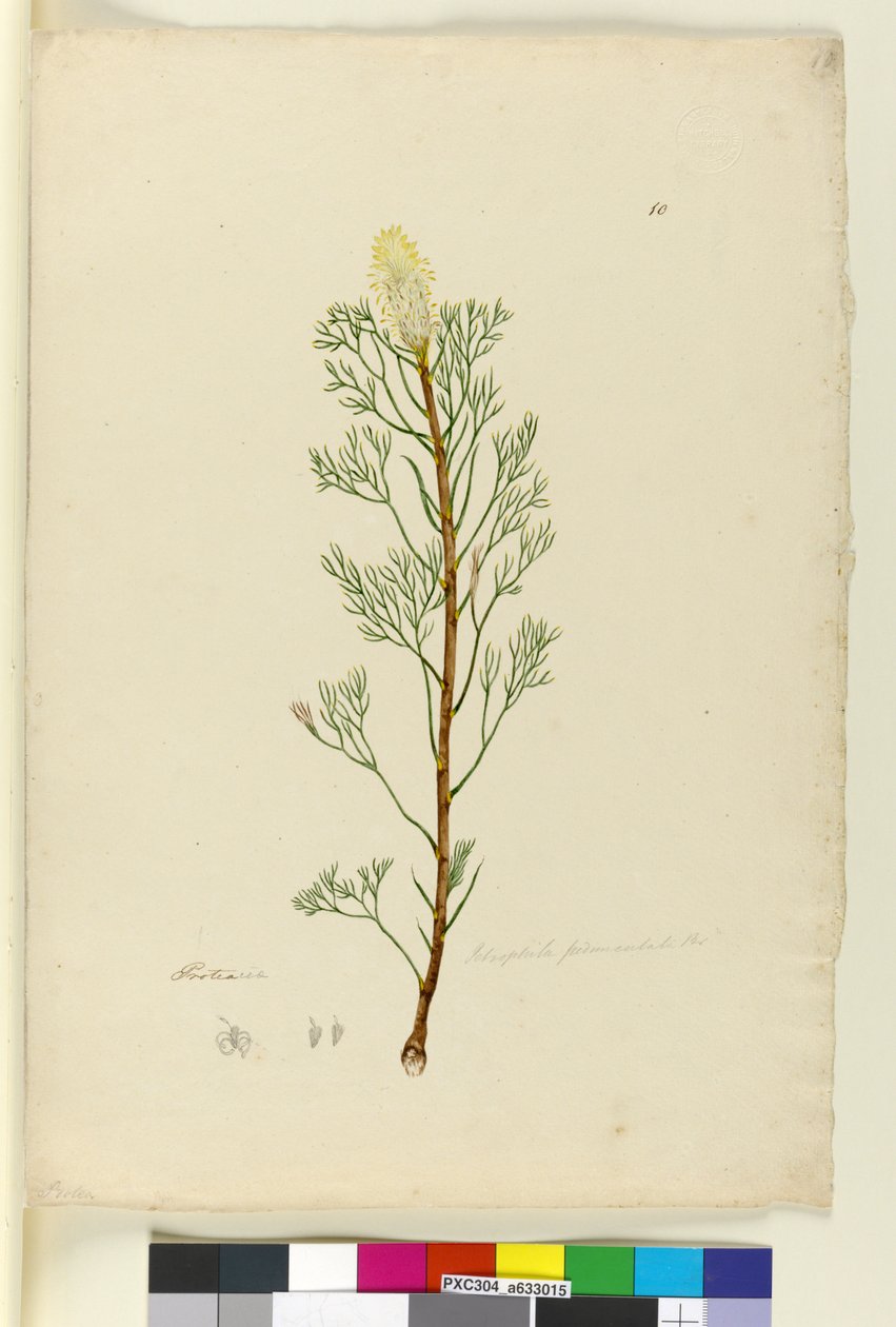 Sayfa 10. Petrophile pedunculata, c.1803-06 (wc, kalem, mürekkep ve kurşun kalem) by John William Lewin
