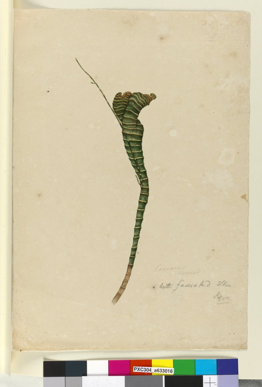 Sayfa 11. Casuarina, c.1803-06 (wc, kalem, mürekkep ve kurşun kalem) by John William Lewin