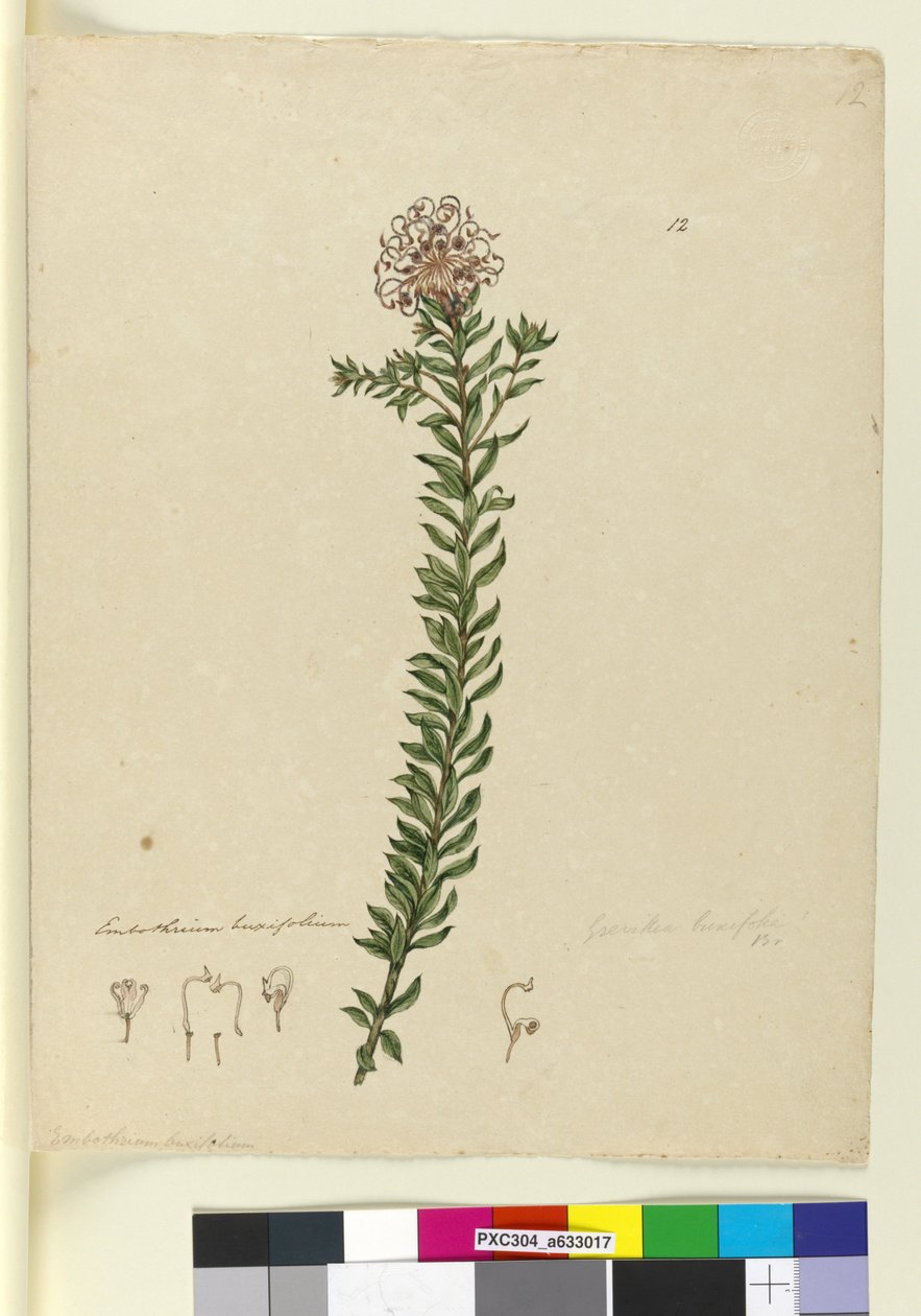 Sayfa 12. Grevillea buxifolia, c.1803-06 (wc, kalem, mürekkep ve kurşun kalem) by John William Lewin