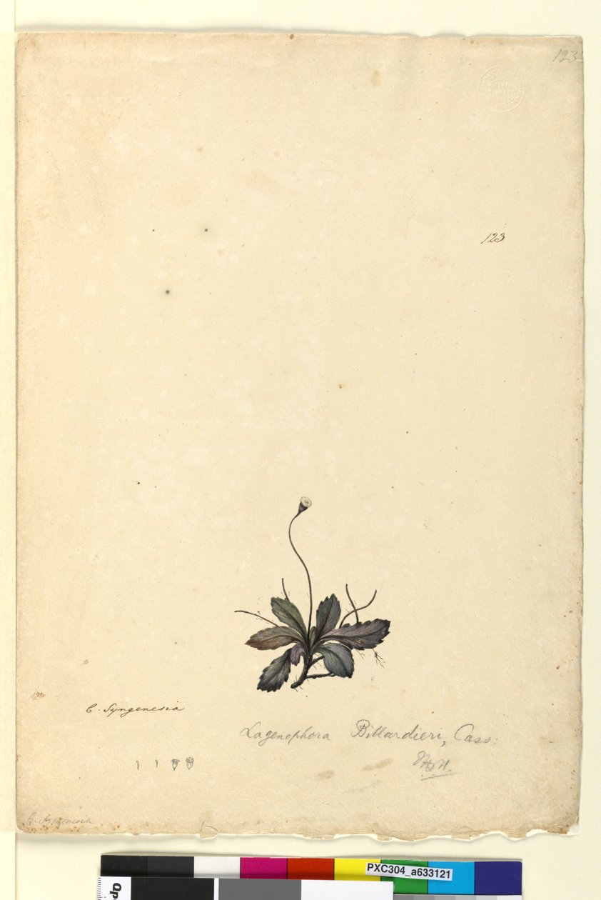 Page 123. Lagenophora billardieriLagenophora gracilis, c.1803-06 (wc, pen, ink and pencil) by John William Lewin