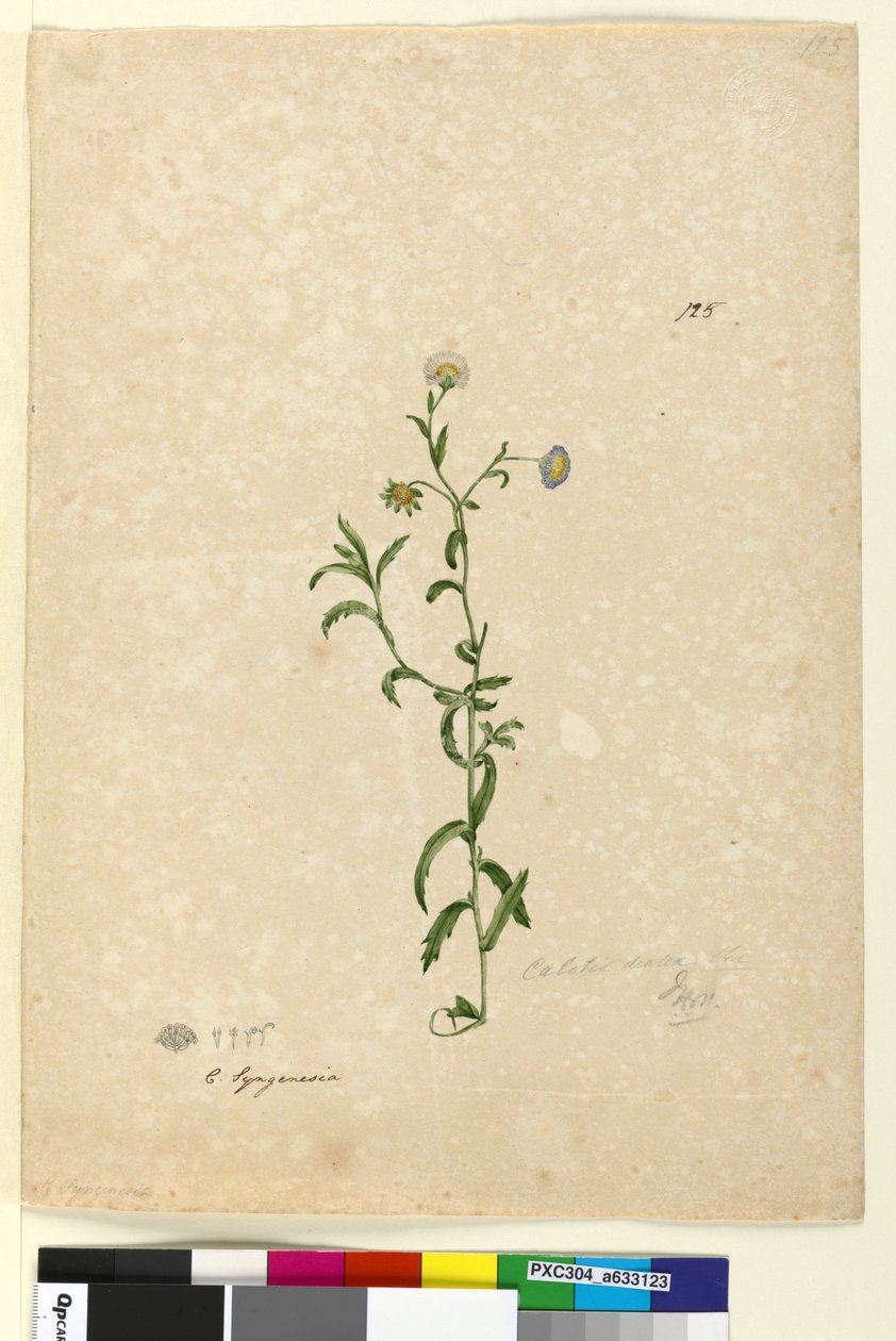 Sayfa 125. Calotis dentex, c.1803-06 (wc, kalem, mürekkep ve kurşun kalem) by John William Lewin