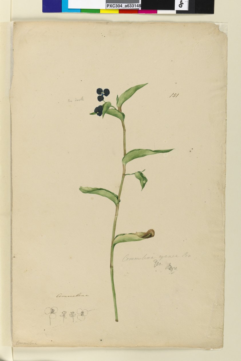 Sayfa 151. Commelina cyanae, c.1803-06 (wc, kalem, mürekkep ve kurşun kalem) by John William Lewin