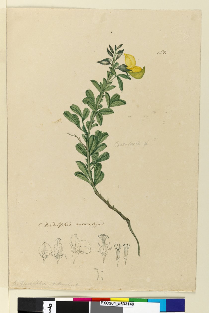 Sayfa 152. C. Diadelphia vatandaşlığa alınmış, c.1803-06 (wc, kalem, mürekkep ve kurşun kalem) by John William Lewin