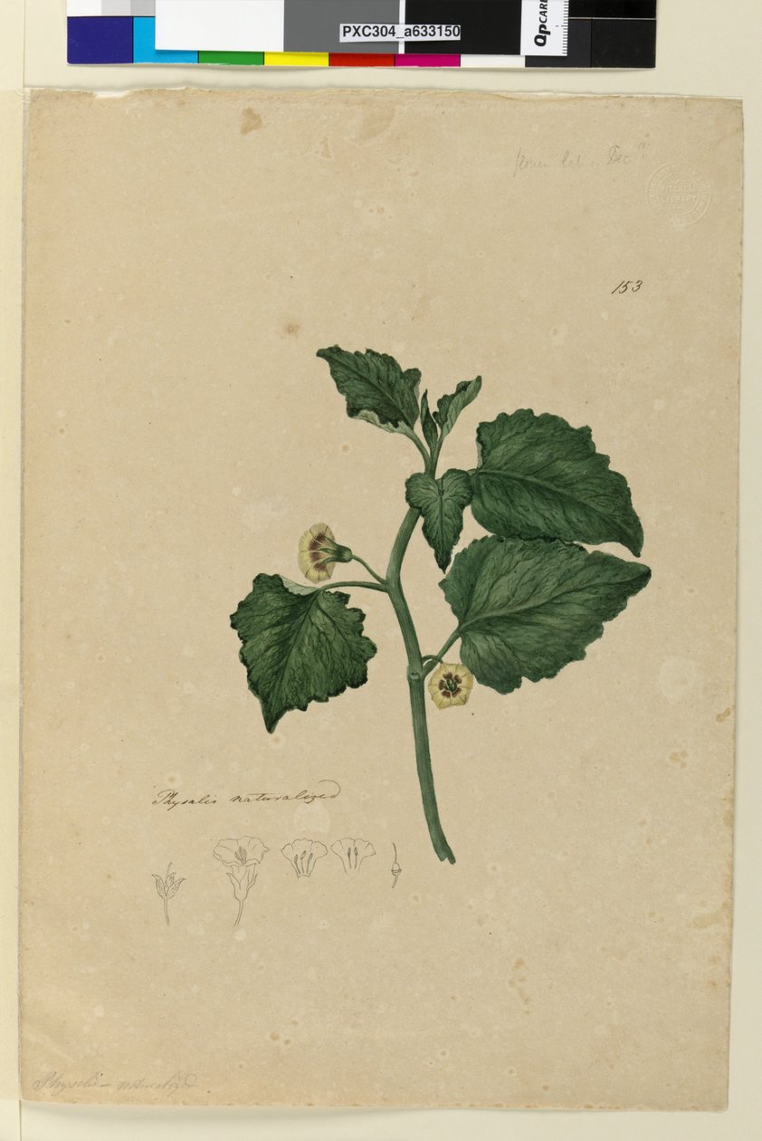 Page 153. Physalis naturalized, c.1803-06 (wc, pen, ink and pencil) by John William Lewin