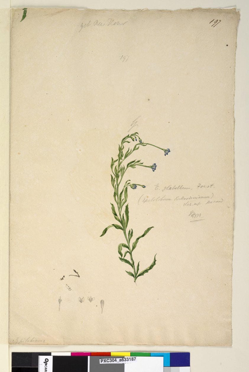 Sayfa 197. Epilobium glabellum, c.1803-06 (wc, kalem, mürekkep ve kurşun kalem) by John William Lewin