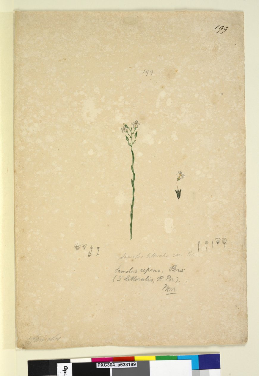 Sayfa 199. Samolus repens, c.1803-06 (wc, kalem, mürekkep ve kurşun kalem) by John William Lewin