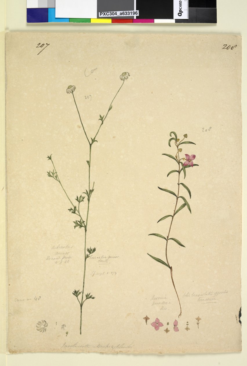 Sayfa 207. Aktinotus minör; 208. Boronia paradoxa, c.1803-06 (wc, kalem, mürekkep ve kurşun kalem) by John William Lewin