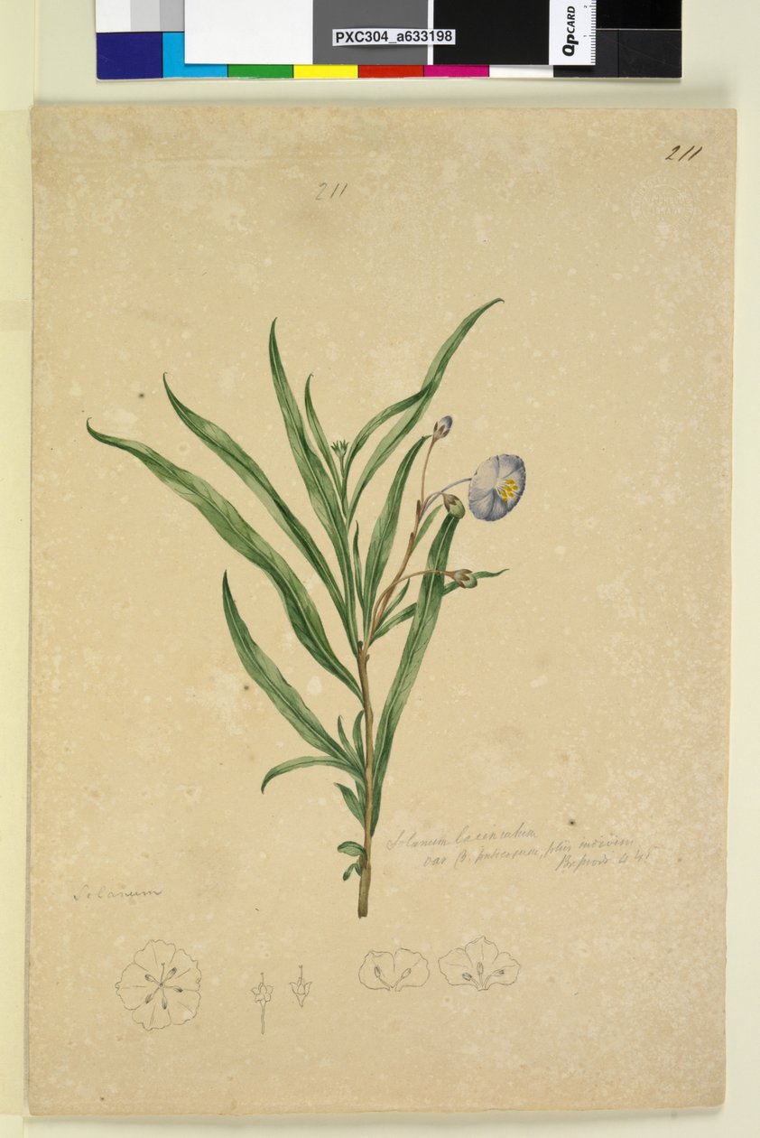 Sayfa 211. Solanum laciniatum, c.1803-06 (wc, kalem, mürekkep ve kurşun kalem) by John William Lewin