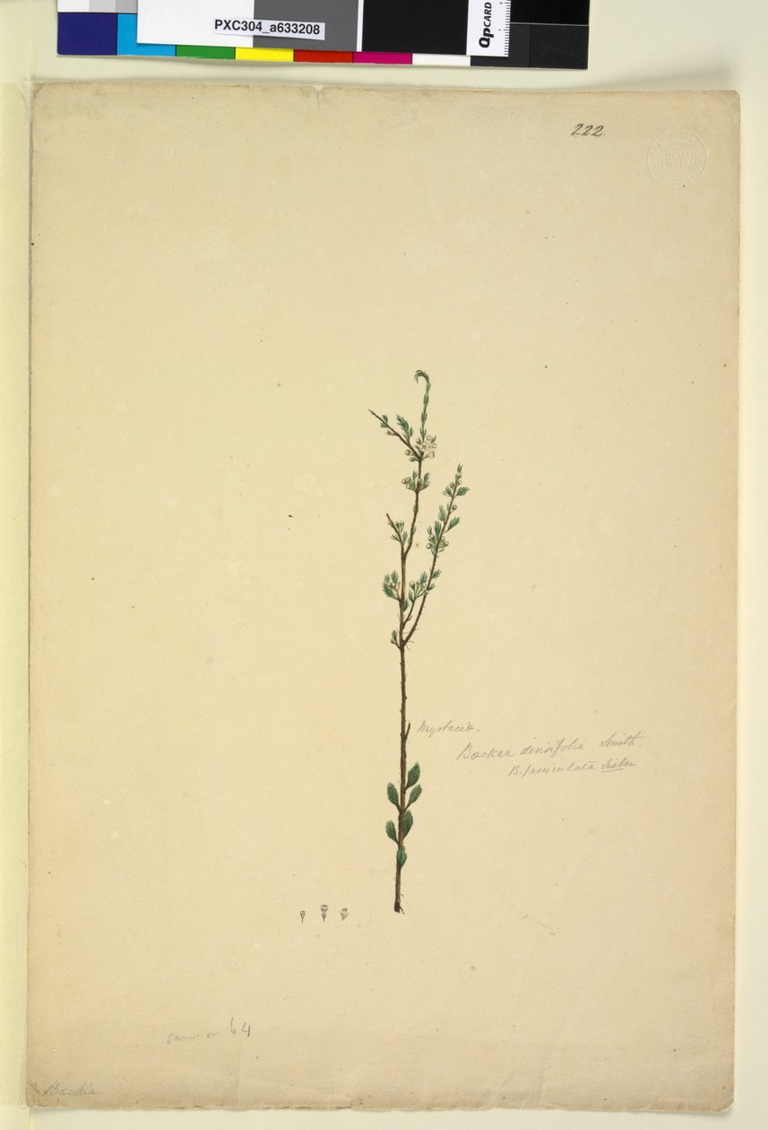 Sayfa 222. Baeckea densifolia, c.1803-06 (wc, kalem, mürekkep ve kurşun kalem) by John William Lewin