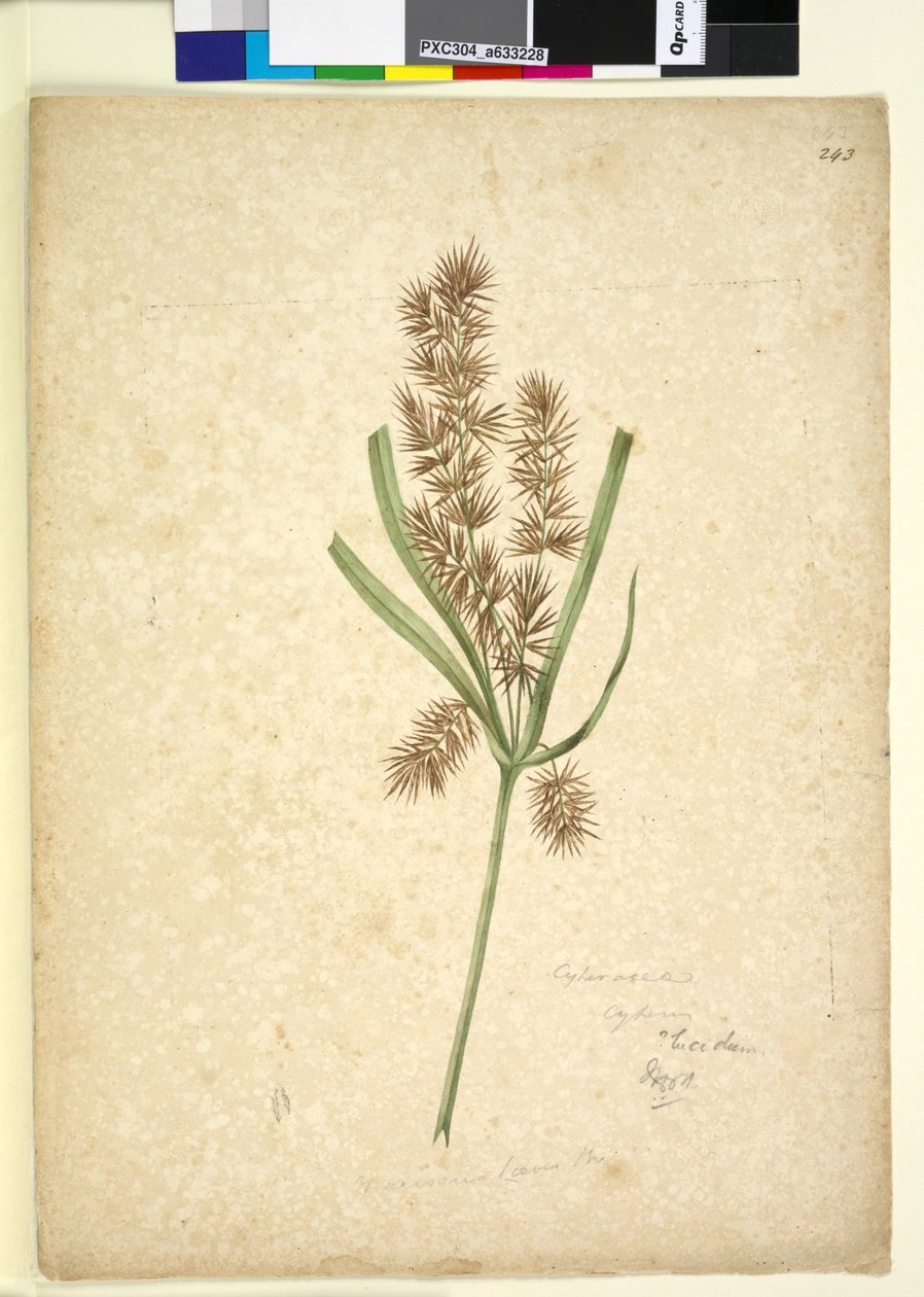 Sayfa 243. Mariscus, c.1803-06 (wc, kalem, mürekkep ve kurşun kalem) by John William Lewin