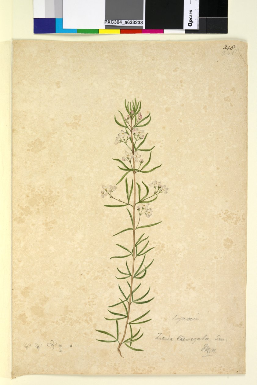 Sayfa 248. Zieria laevigata, c.1803-06 (wc, kalem, mürekkep ve kurşun kalem) by John William Lewin