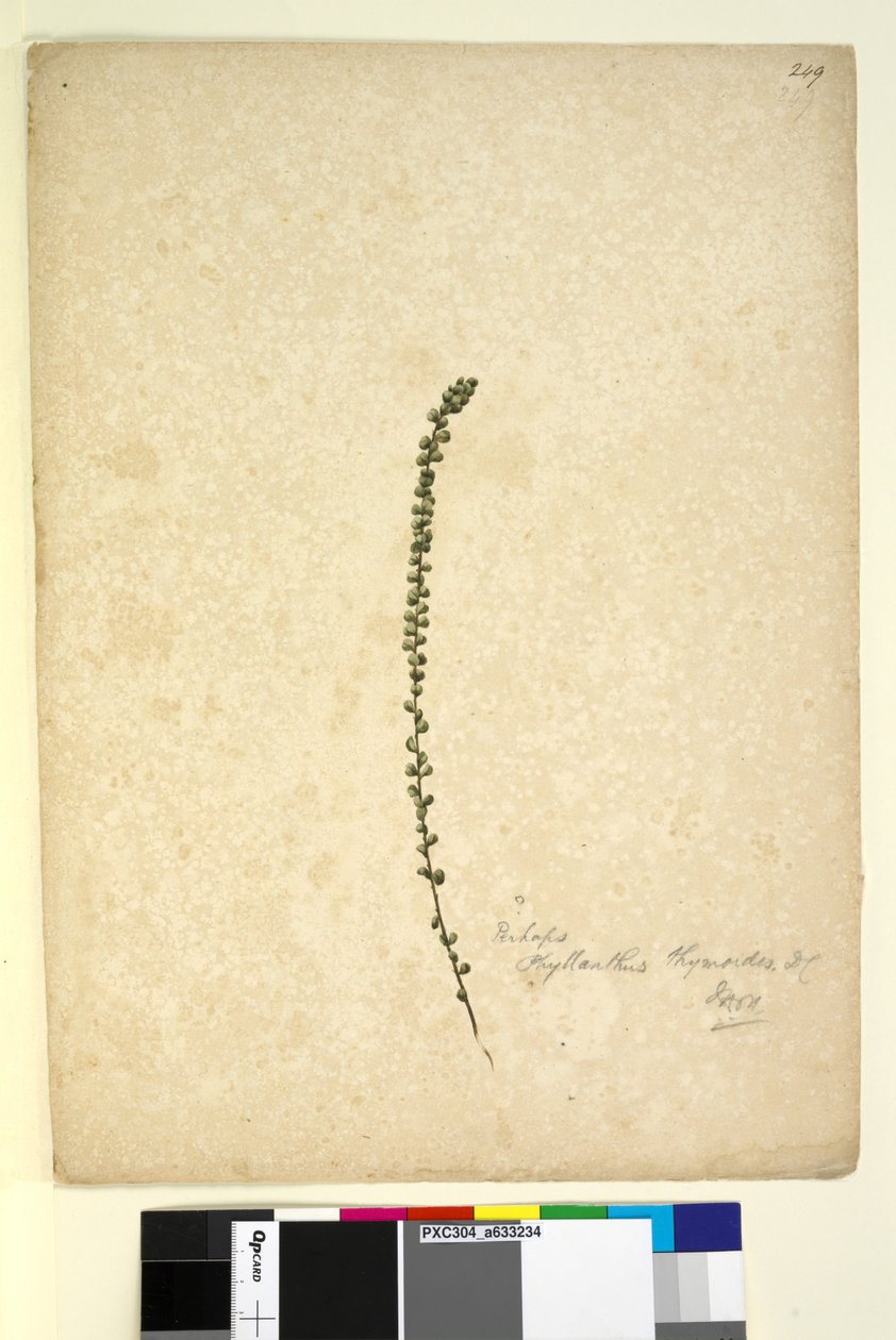 Page 249. Perhaps Phyllanthus thymoides, c.1803-06 (wc, pen, ink and pencil) by John William Lewin
