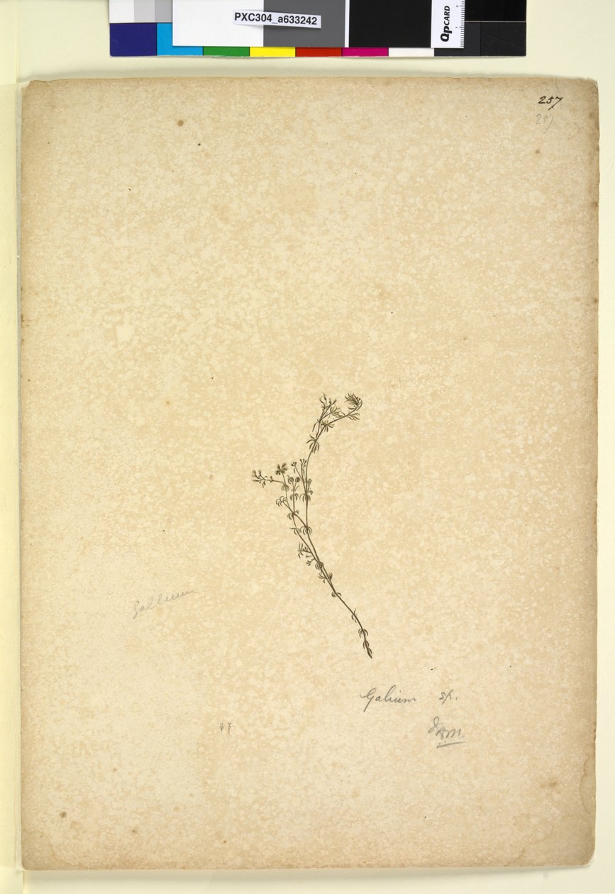Page 257. Galium sp., c.1803-06 (wc, pen, ink and pencil) by John William Lewin