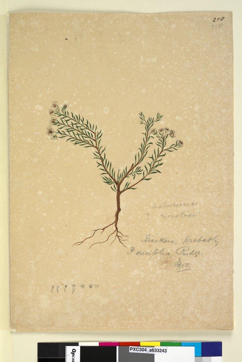 Sayfa 257. Galium sp., c.1803-06 (wc, kalem, mürekkep ve kurşun kalem)ki by John William Lewin