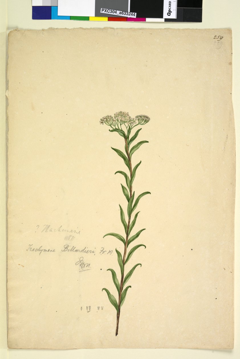 Sayfa 259. Trachymene, c.1803-06 (wc, kalem, mürekkep ve kurşun kalem) by John William Lewin