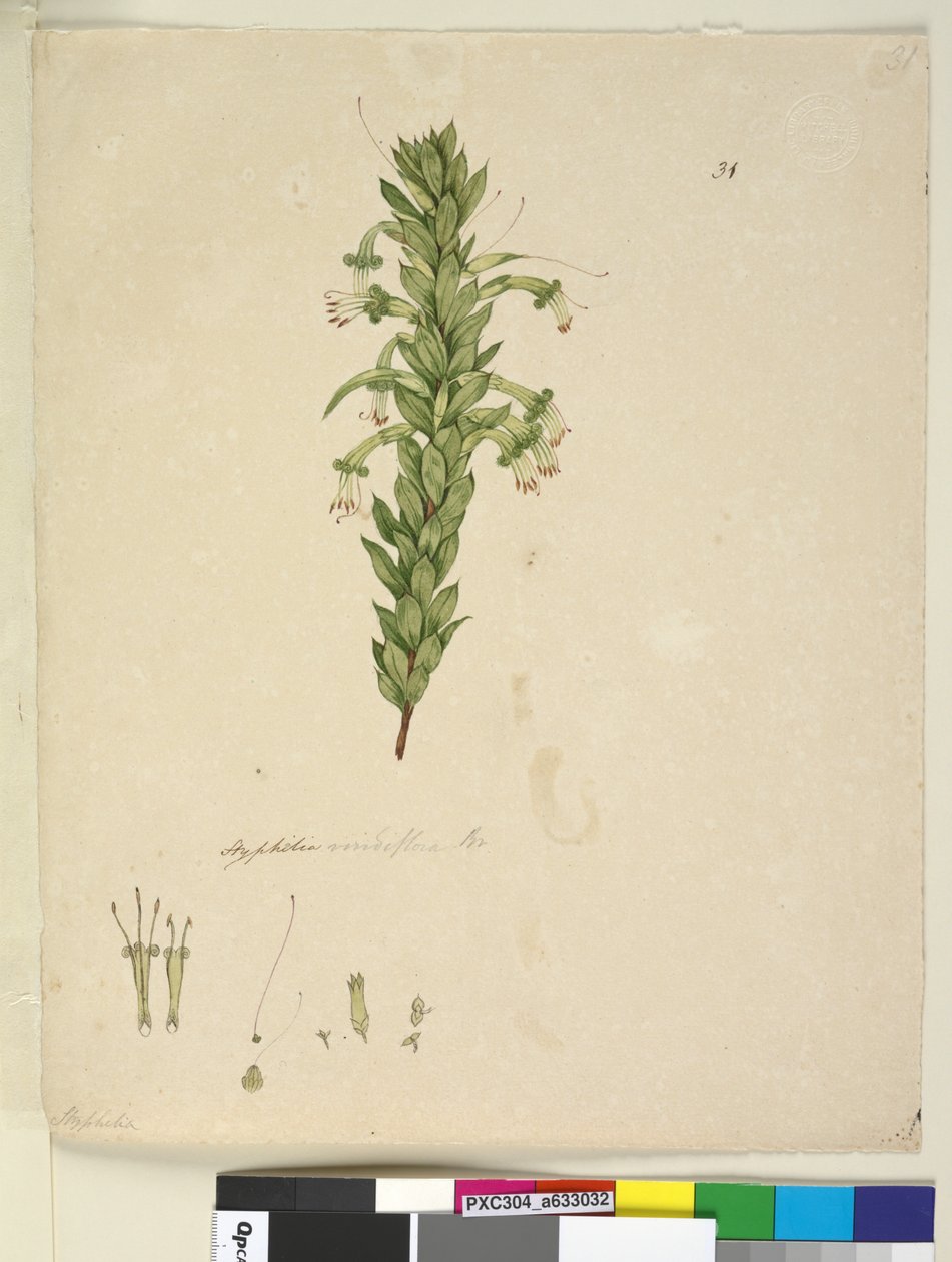 Sayfa 31. Styphelia viridiflora, c.1803-06 (wc, kalem, mürekkep ve kurşun kalem) by John William Lewin
