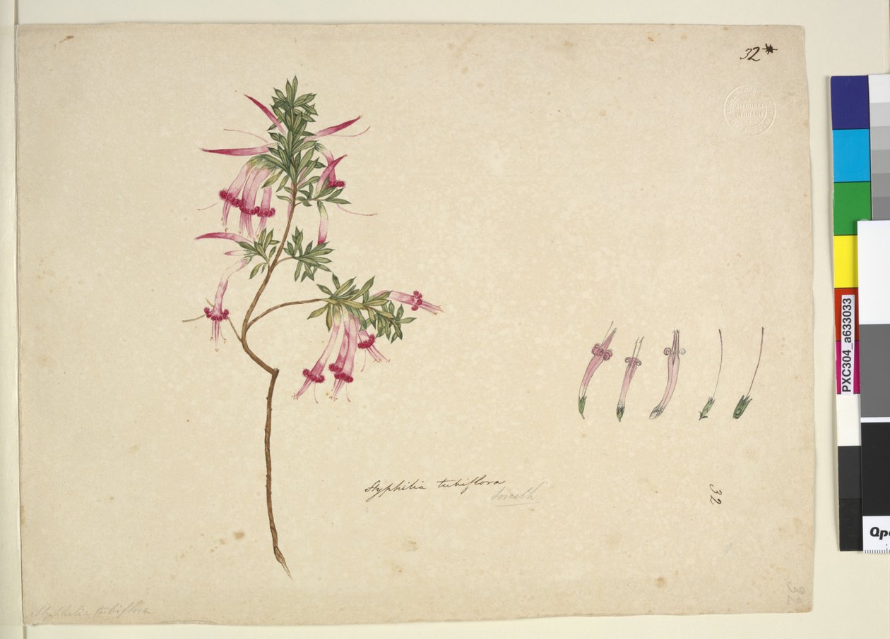 Page 32. Styphelia tubiflora, c.1803-06 (wc, pen, ink and pencil) by John William Lewin