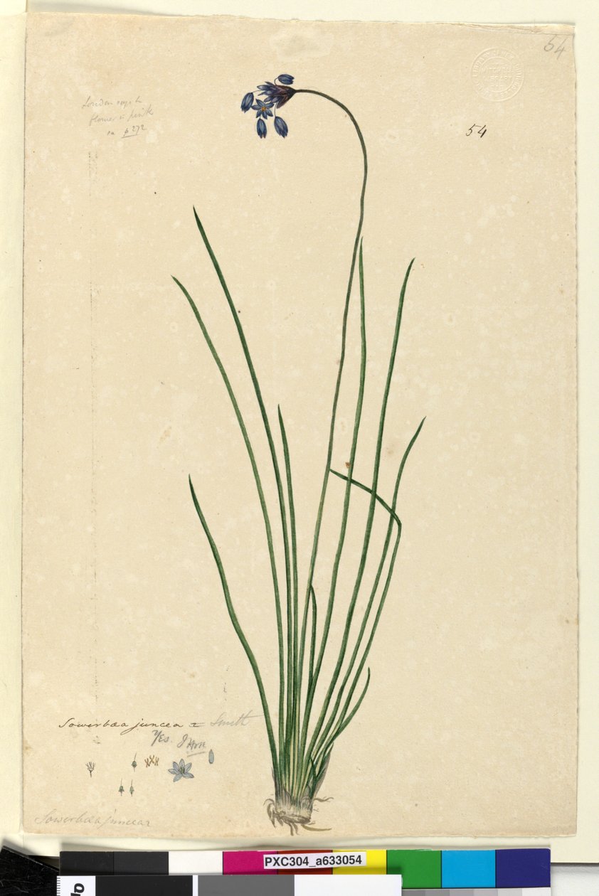 Sayfa 54. Sowerbaea juncea, c.1803-06 (wc, kalem, mürekkep ve kurşun kalem) by John William Lewin