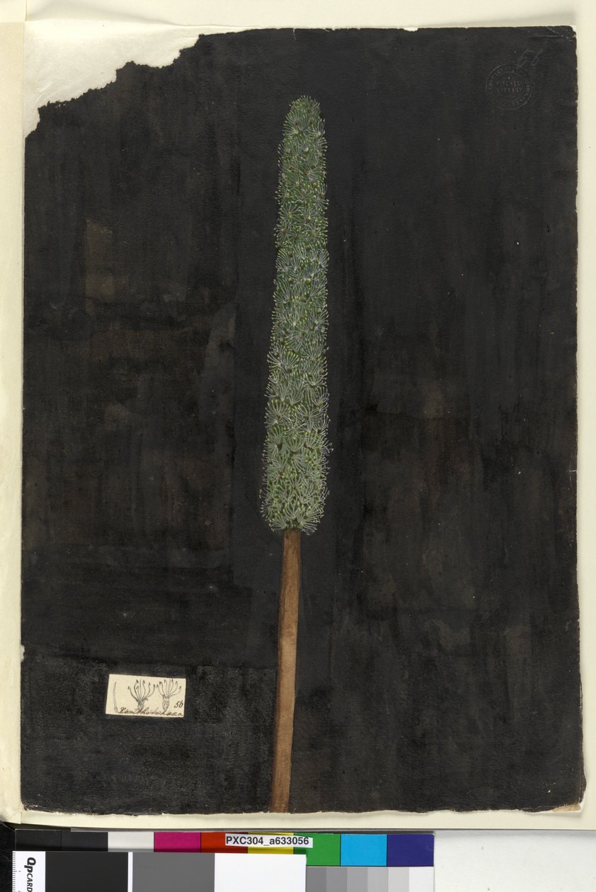 Sayfa 56. Xanthorrhoea, c.1803-06 (wc, kalem, mürekkep ve kurşun kalem) by John William Lewin