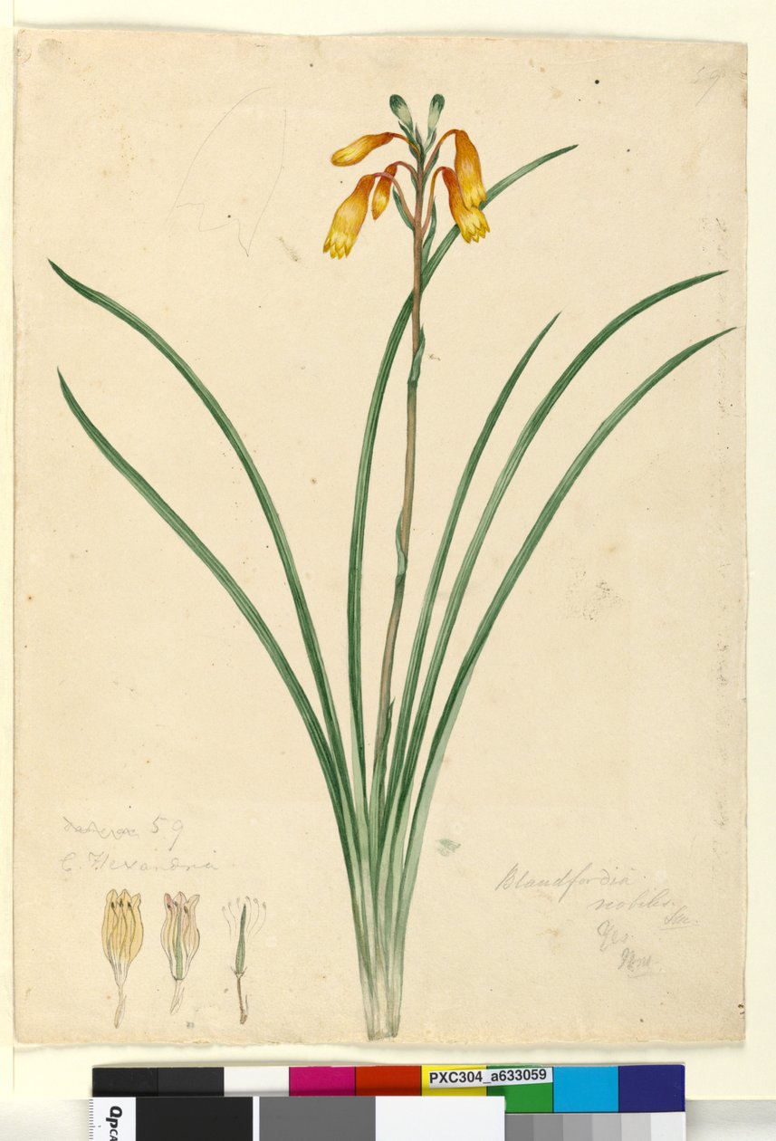 Page 59. Blandfordia nobilis, c.1803-06 (wc, pen, ink and pencil) by John William Lewin