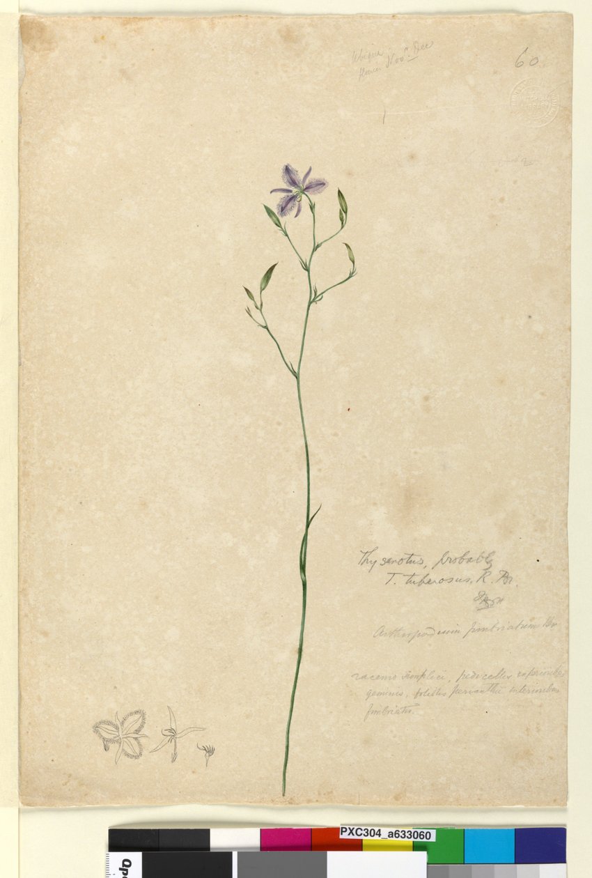 Sayfa 60. Thysanotus tuberosus, c.1803-06 (wc, kalem, mürekkep ve kurşun kalem) by John William Lewin