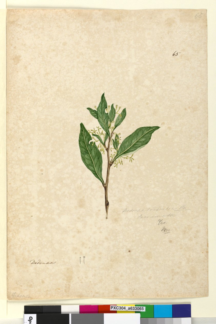 Sayfa 65. Dodonaea triquetra, c.1803-06 (wc, kalem, mürekkep ve kurşun kalem) by John William Lewin