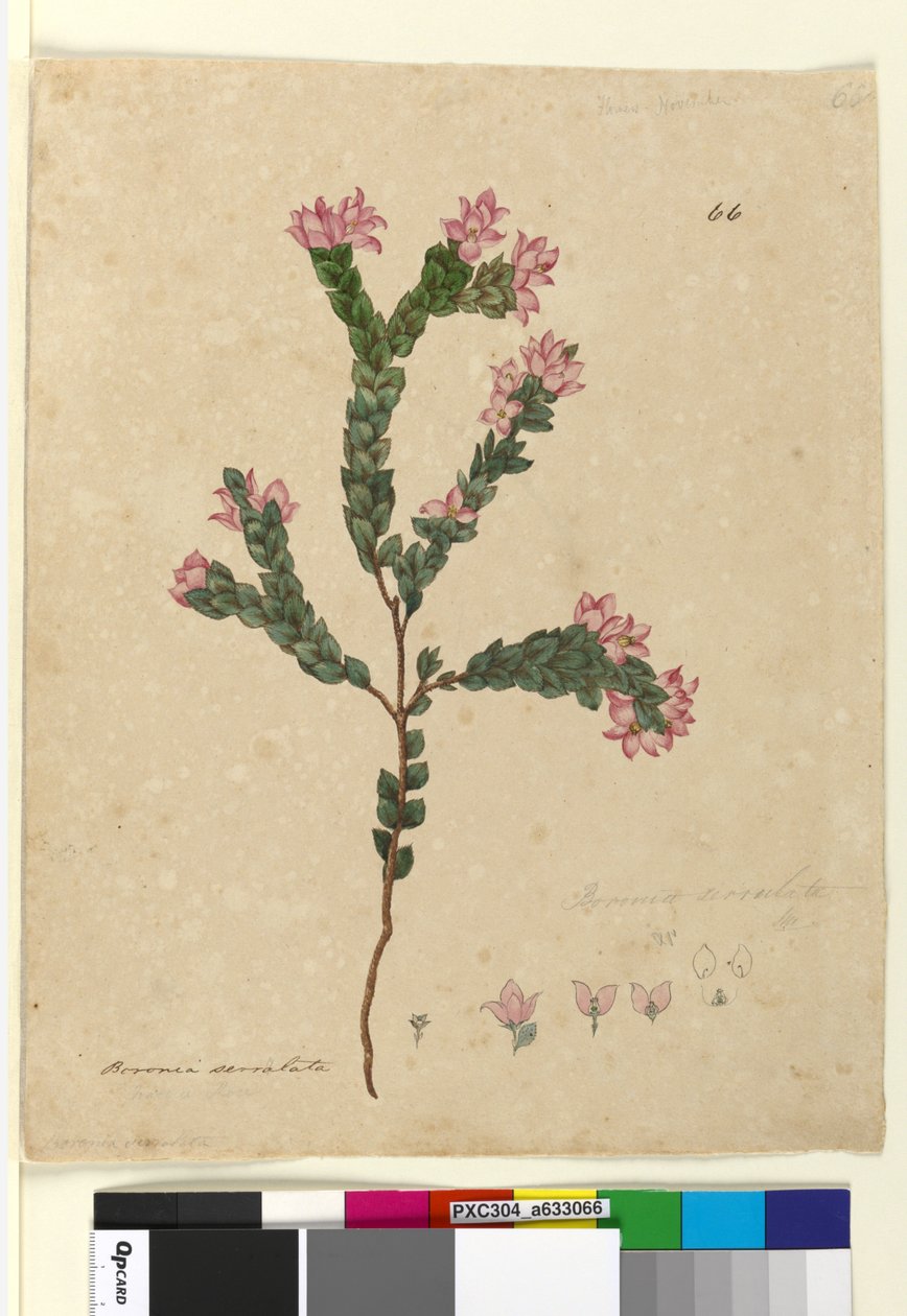 Sayfa 66. Boronia serrulata, c.1803-06 (wc, kalem, mürekkep ve kurşun kalem) by John William Lewin