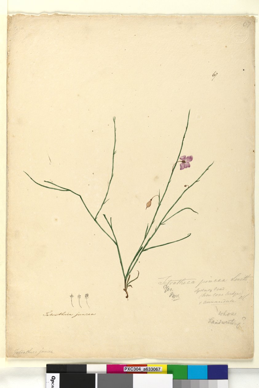 Sayfa 67. Tetratheca juncea, c.1803-06 (wc, kalem, mürekkep ve kurşun kalem) by John William Lewin