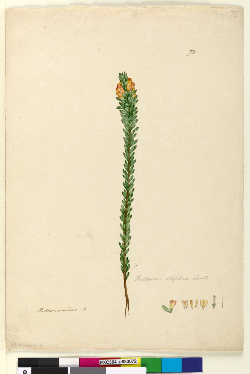 Sayfa 72. Pultenaea elliptica, c.1803-06 (wc, kalem, mürekkep ve kurşun kalem) by John William Lewin