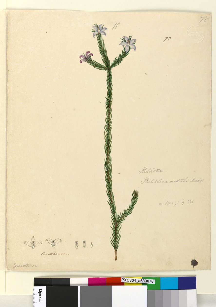 Page 78. Philotheca australis, c.1803-06 (wc, pen, ink and pencil) by John William Lewin
